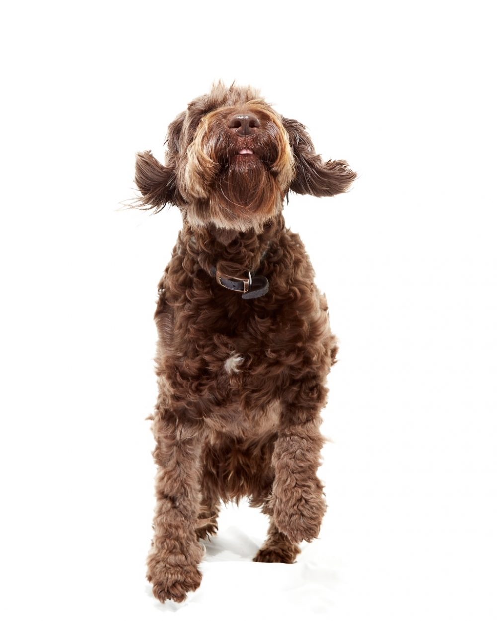 X2 Veggie Crunch - Dog Treats (110g each) - Image 2